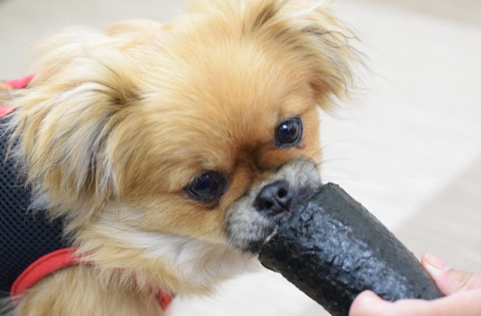 愛犬にフードローテーションは必要か 同じものを食べ続けるとどうなる