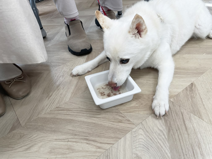 めざせ！長寿の会　シニア犬イベント特別レポート