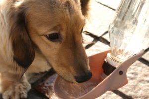 愛犬の夏の水分補給を上手にする方法