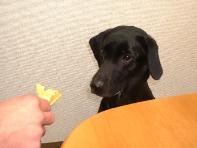 よだれを止める最良の方法